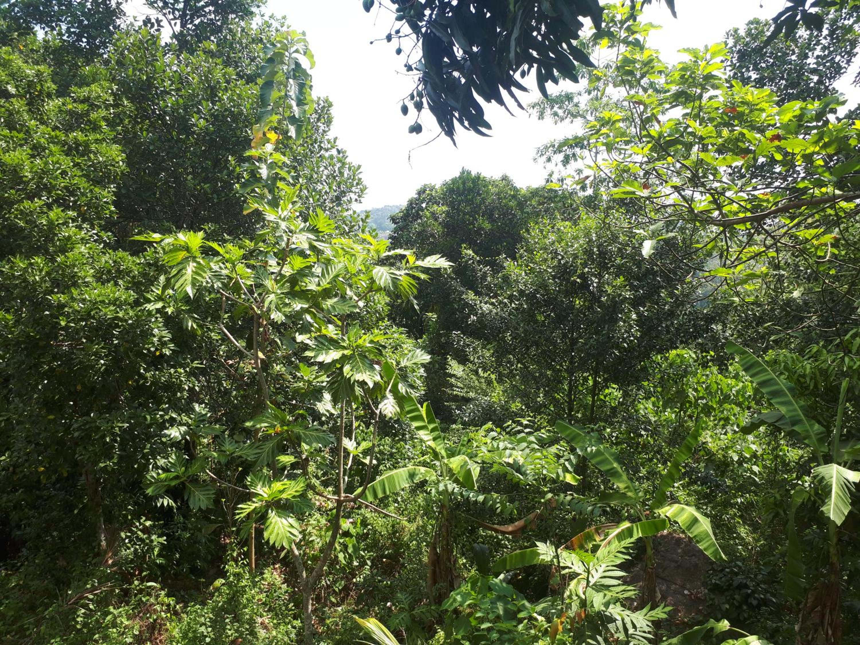 Mountain view home stay view 4