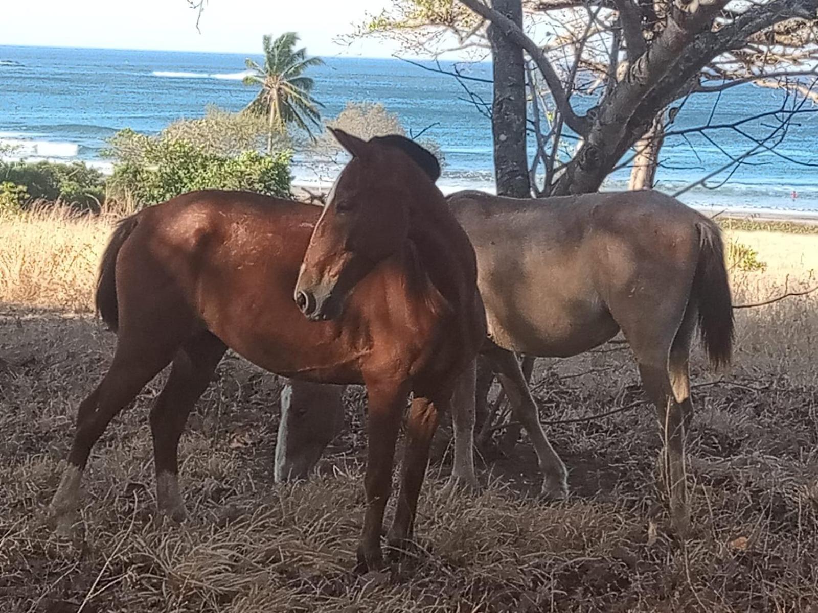 Casa Lagarto Beachfront