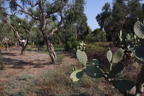 Tenuta Palmarini