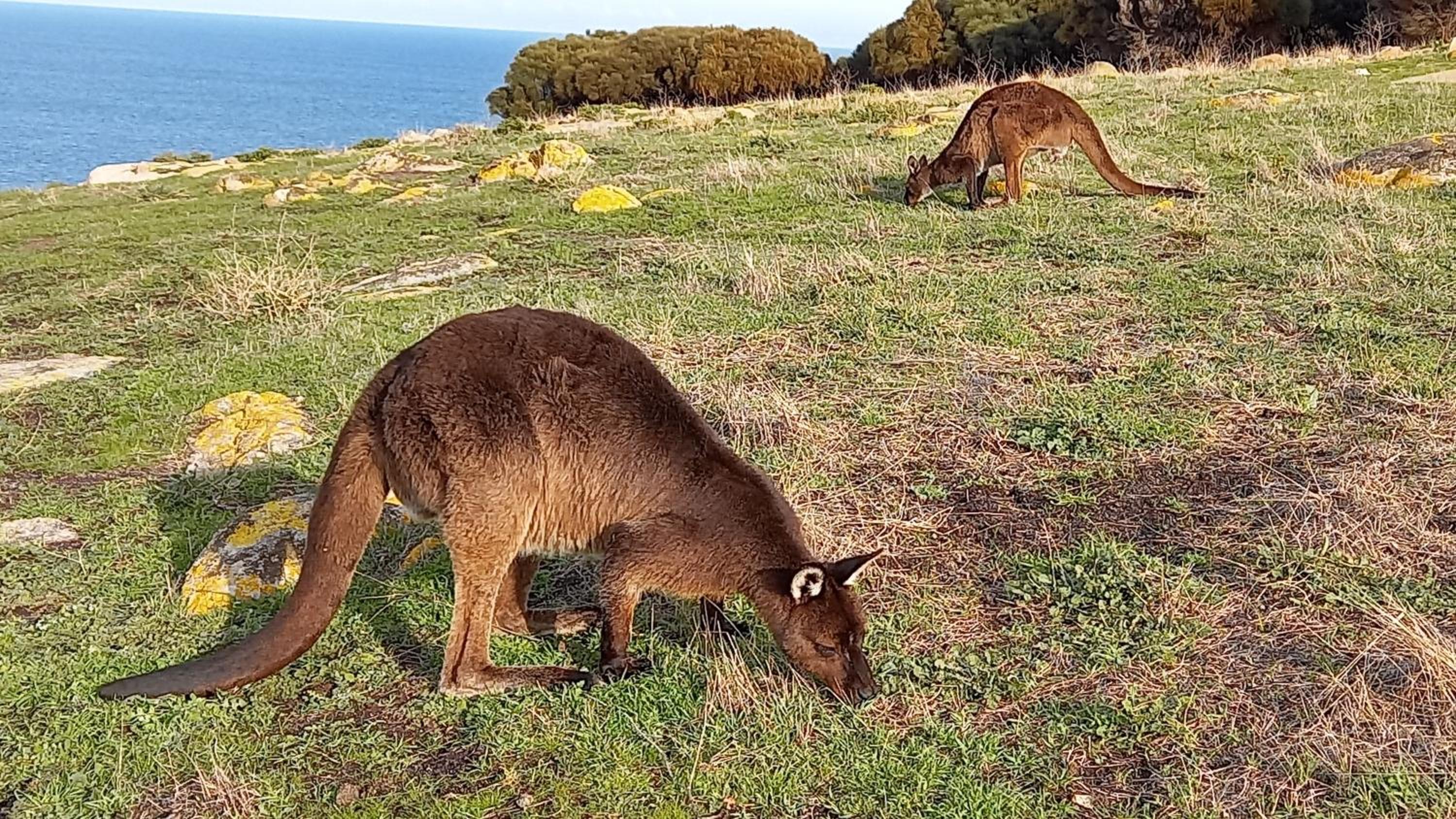 The Rusty Kangaroo - Premium Ocean-View Couples Getaway