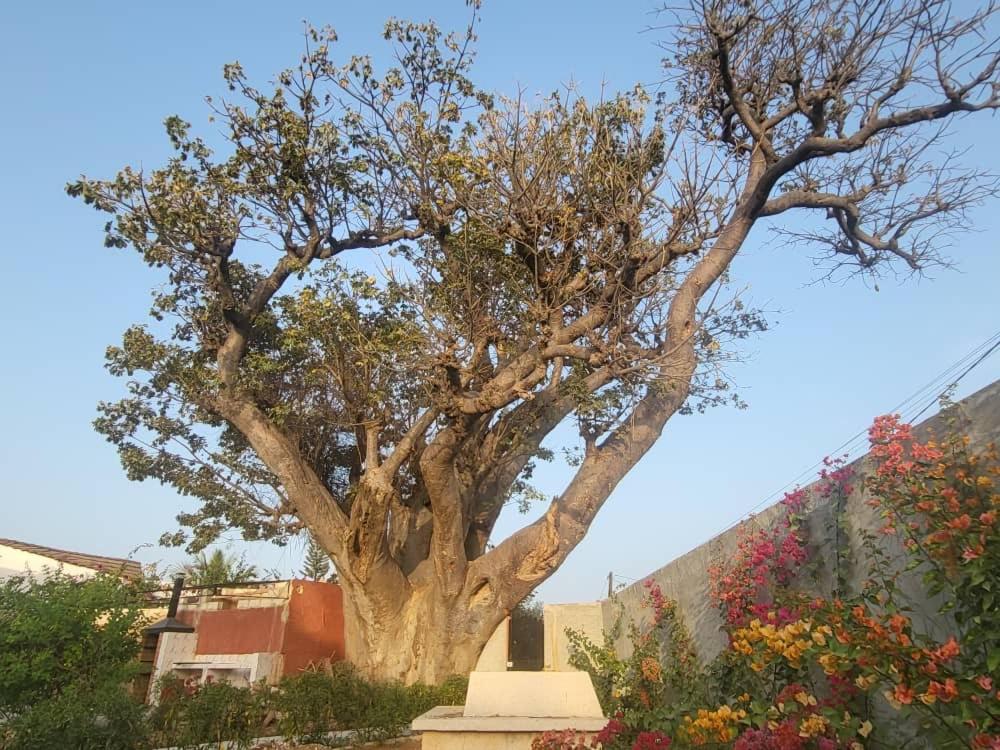 Villa Adansonia