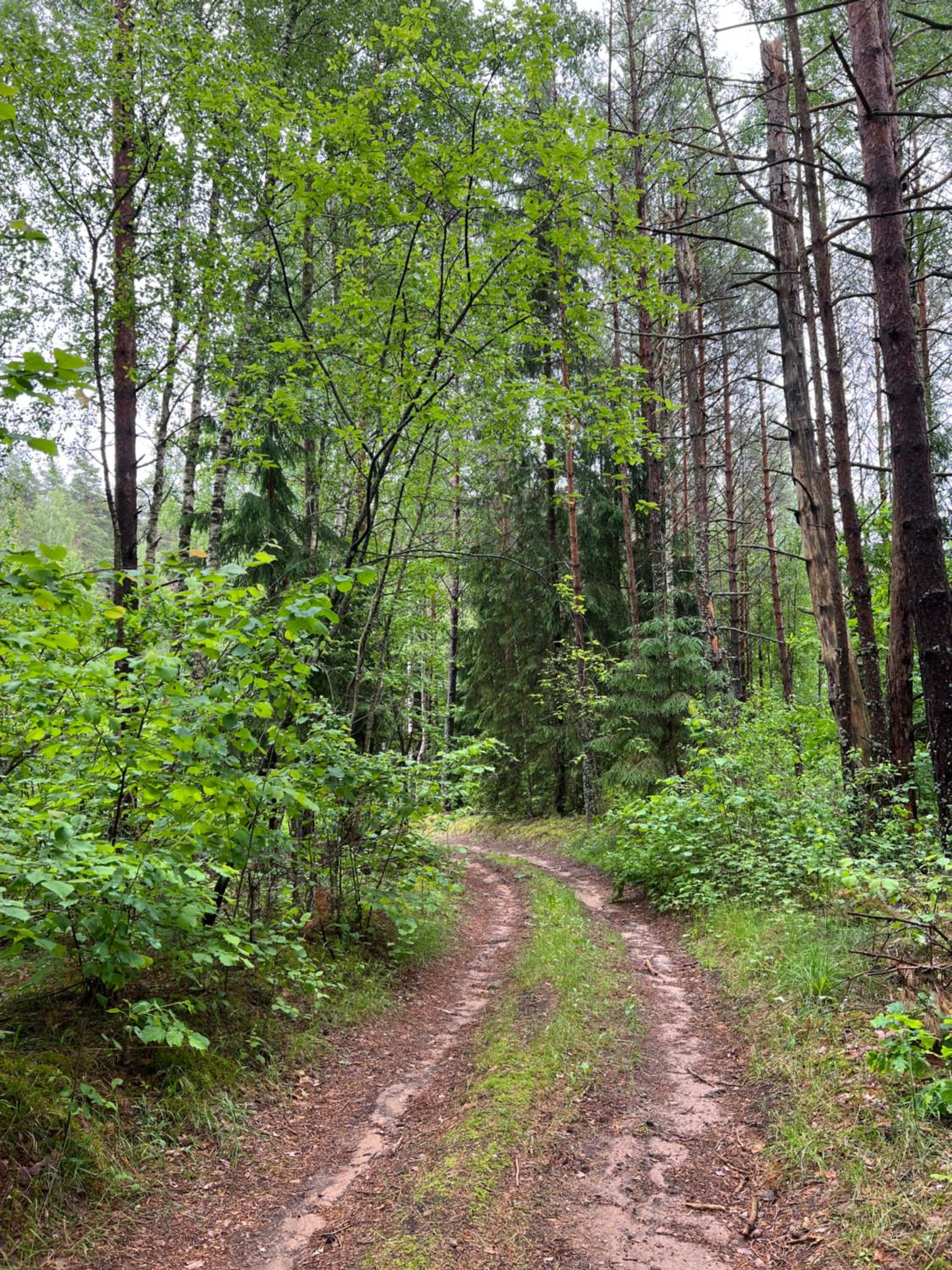 Stripeikių Bitė
