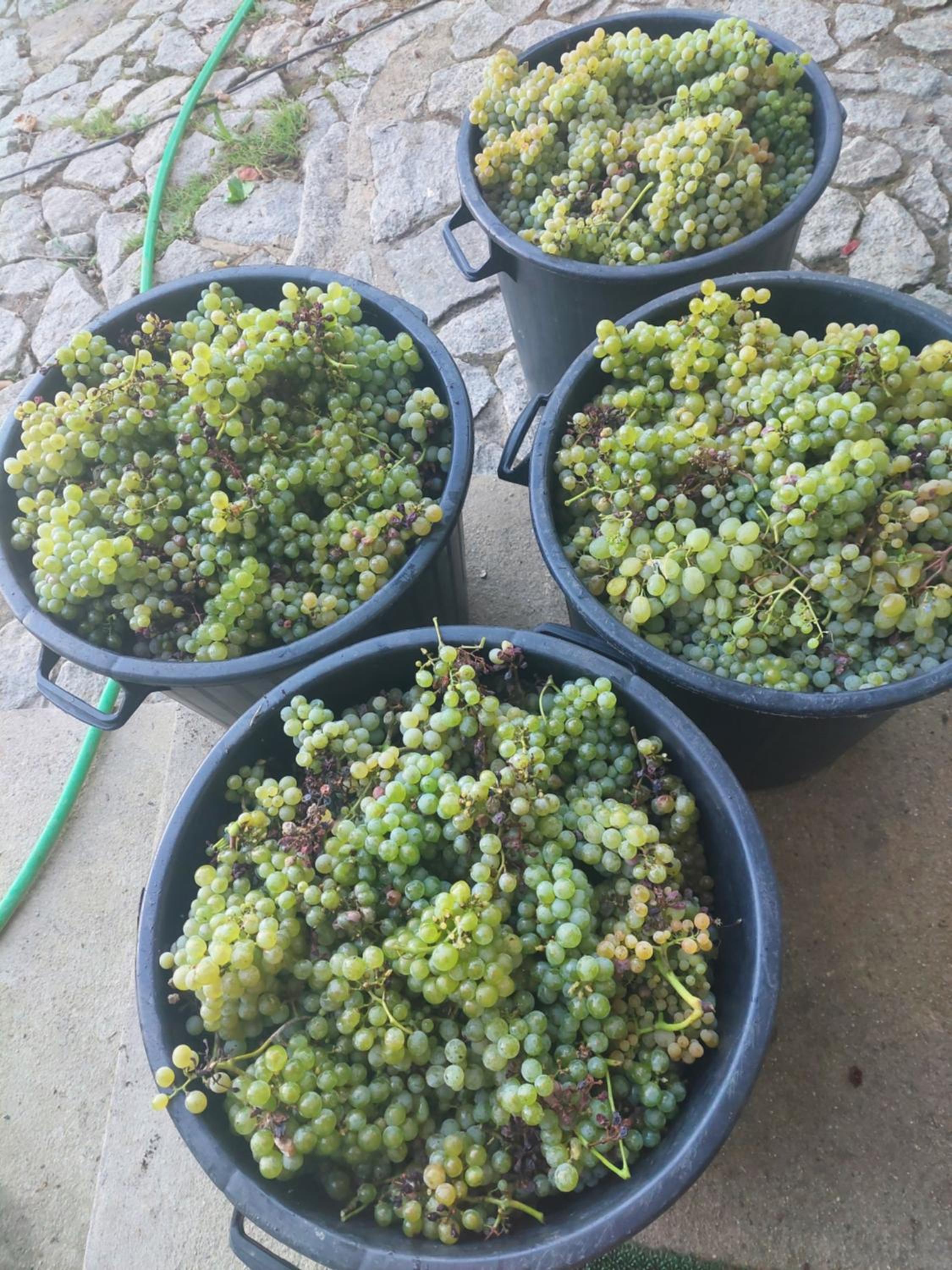 Photo 36