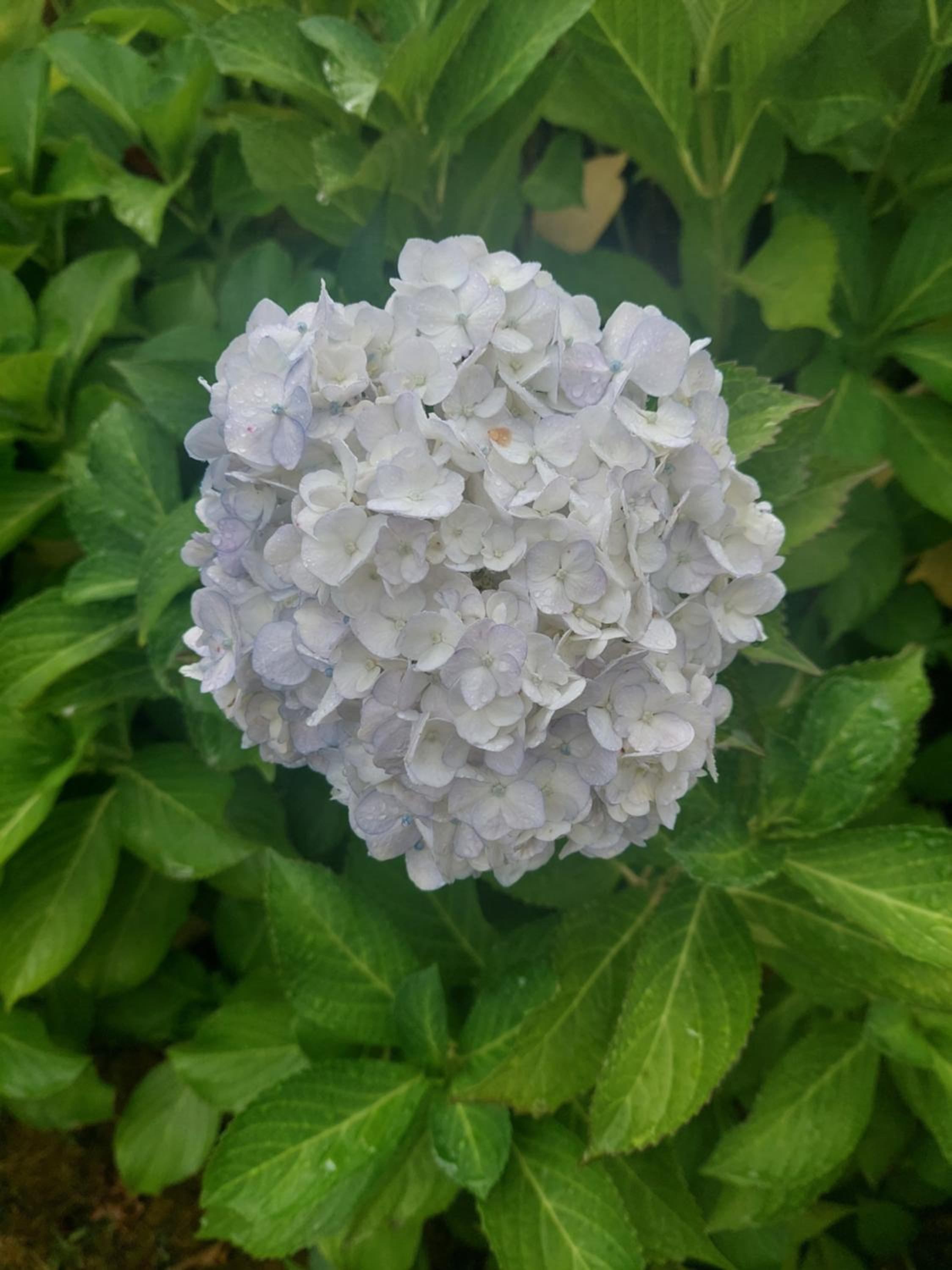 Photo 44
