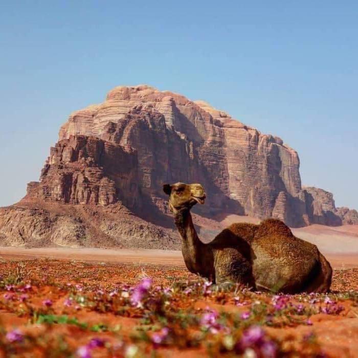 Sultan Luxury Camp