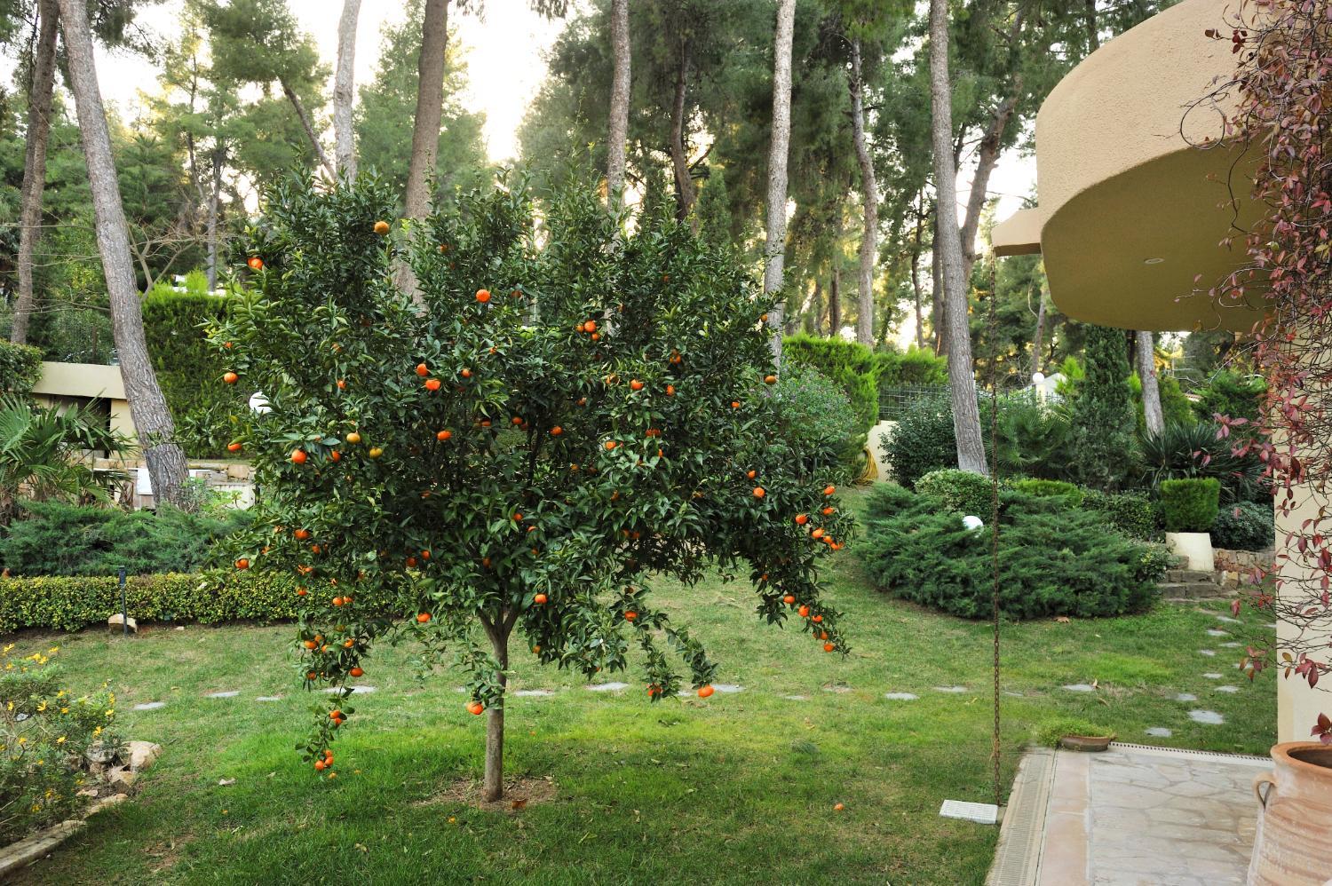 Photo 53