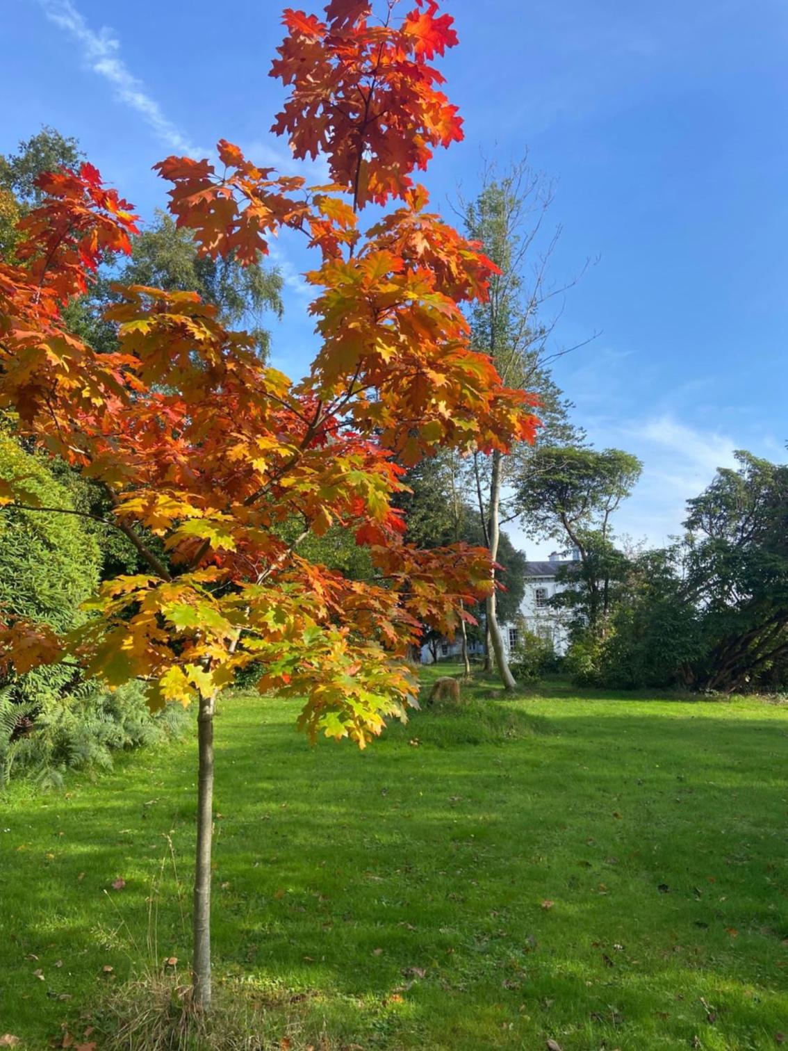Courtyard Cottages at Ballyscullion Park