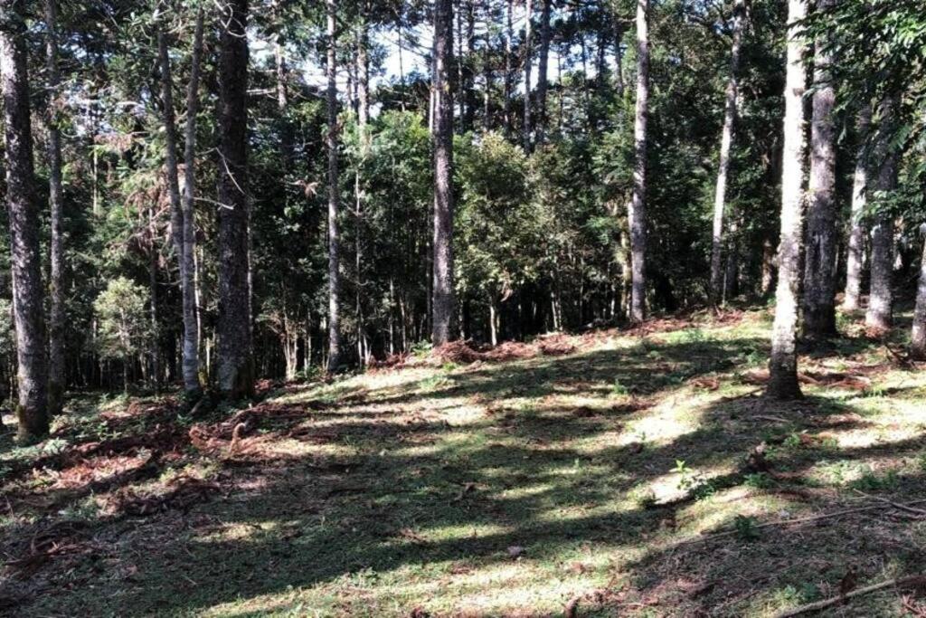 WolfsHaus: Sossego junto a natureza a 30km de Ctba