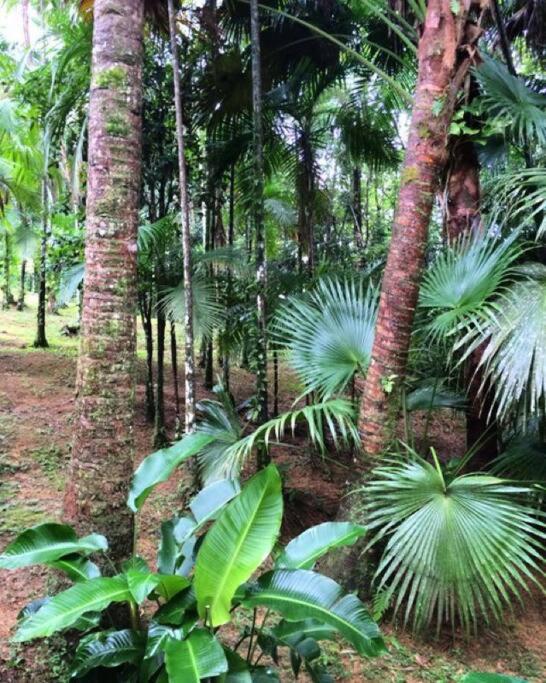 Adventure & Meditation Jungle Home