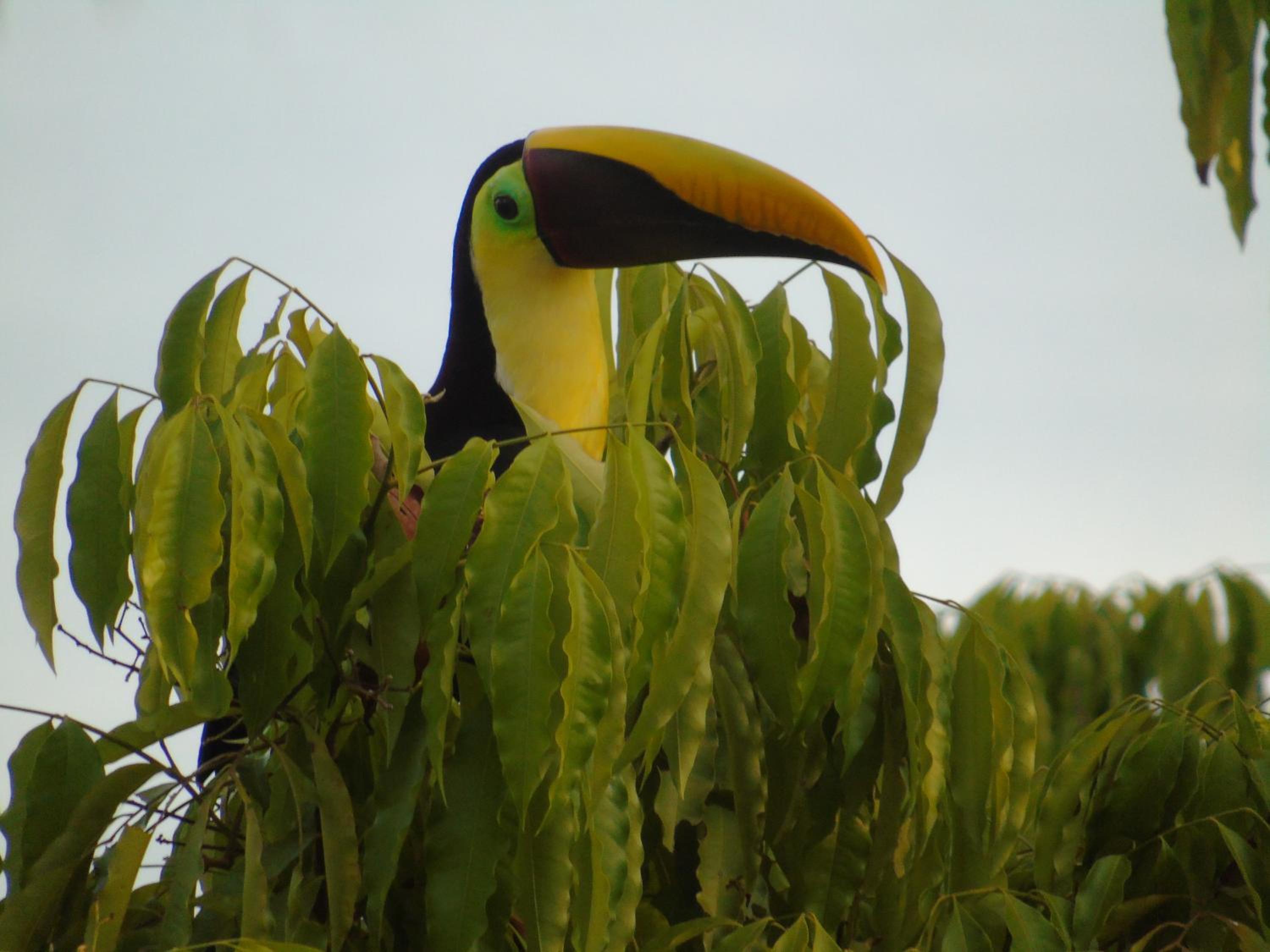 La Uvita Perdida