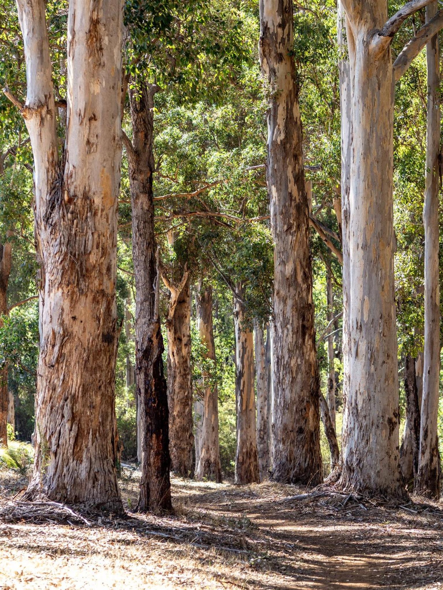 Tall Trees Margaret River view 3