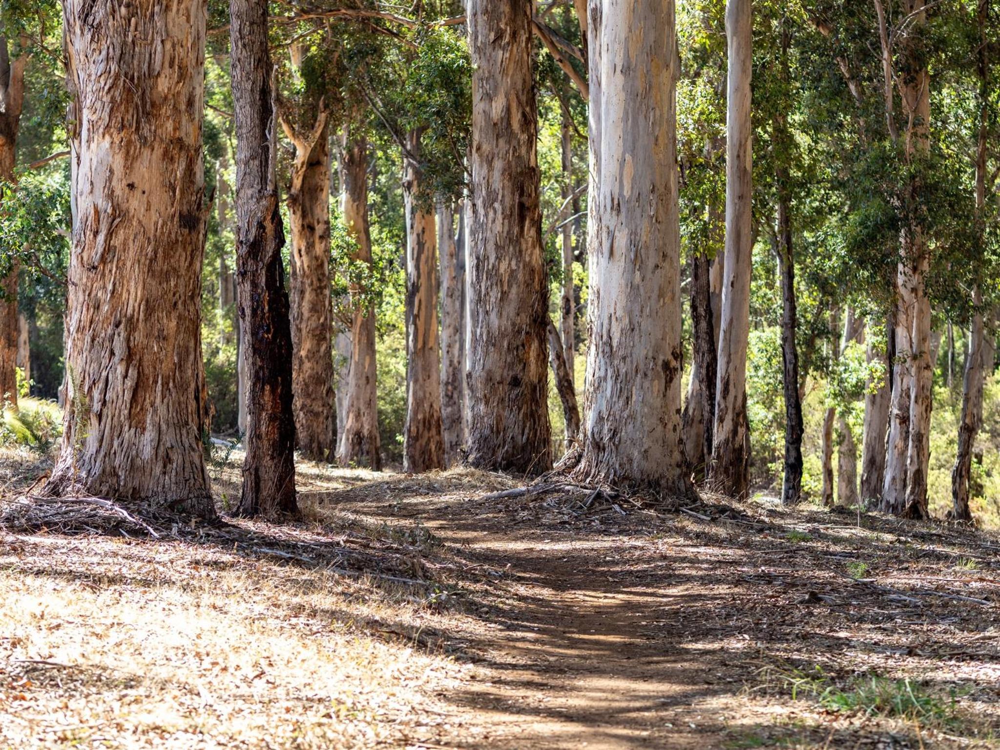 Tall Trees Margaret River view 4