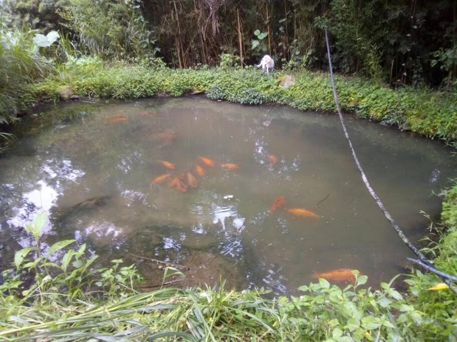 Cabaña y cascadas de agua, reconecta tus sentidos