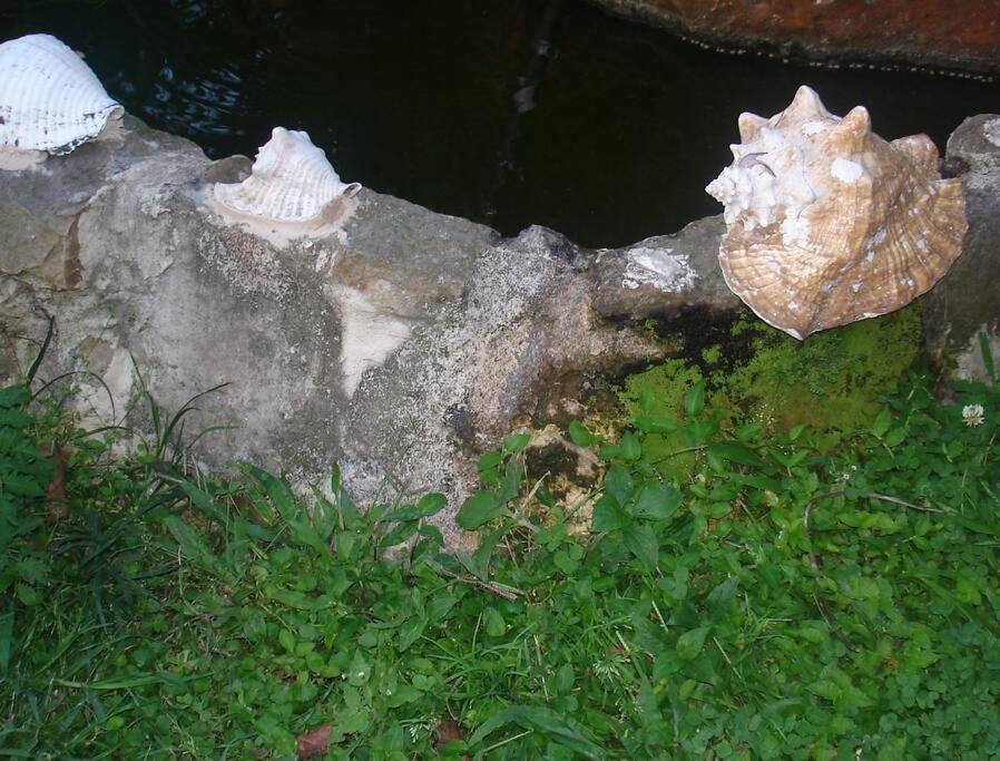 Cabaña y cascadas de agua, reconecta tus sentidos