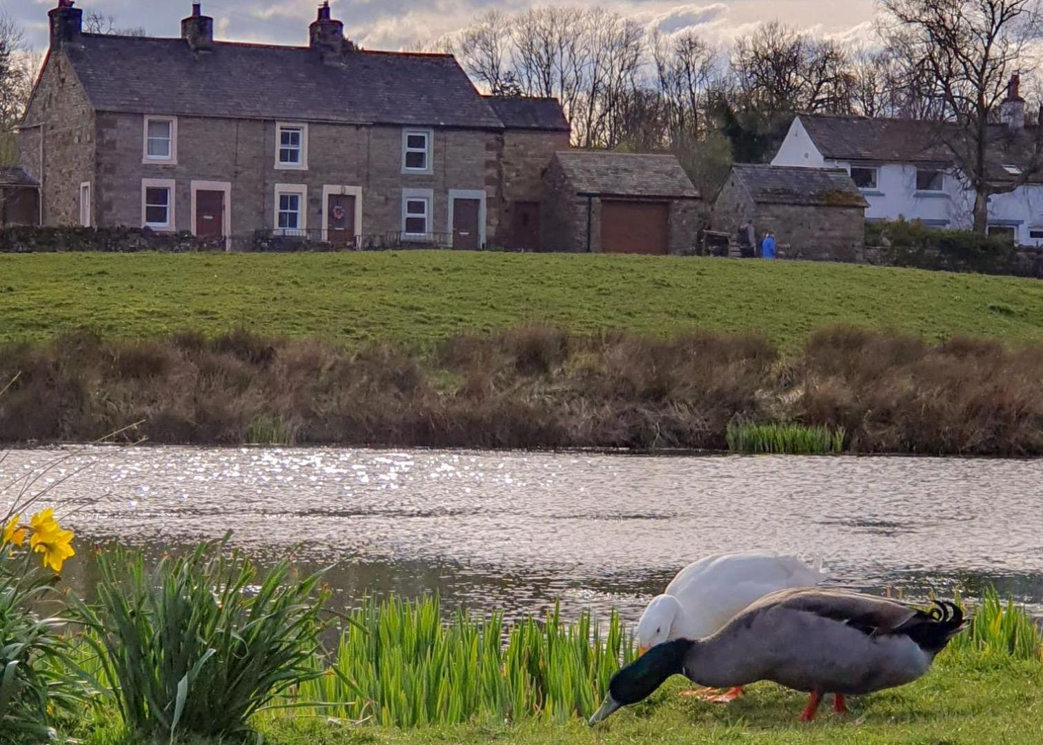 Greenside Cottage traditional cottage overlooking Caldbecks duck pond
