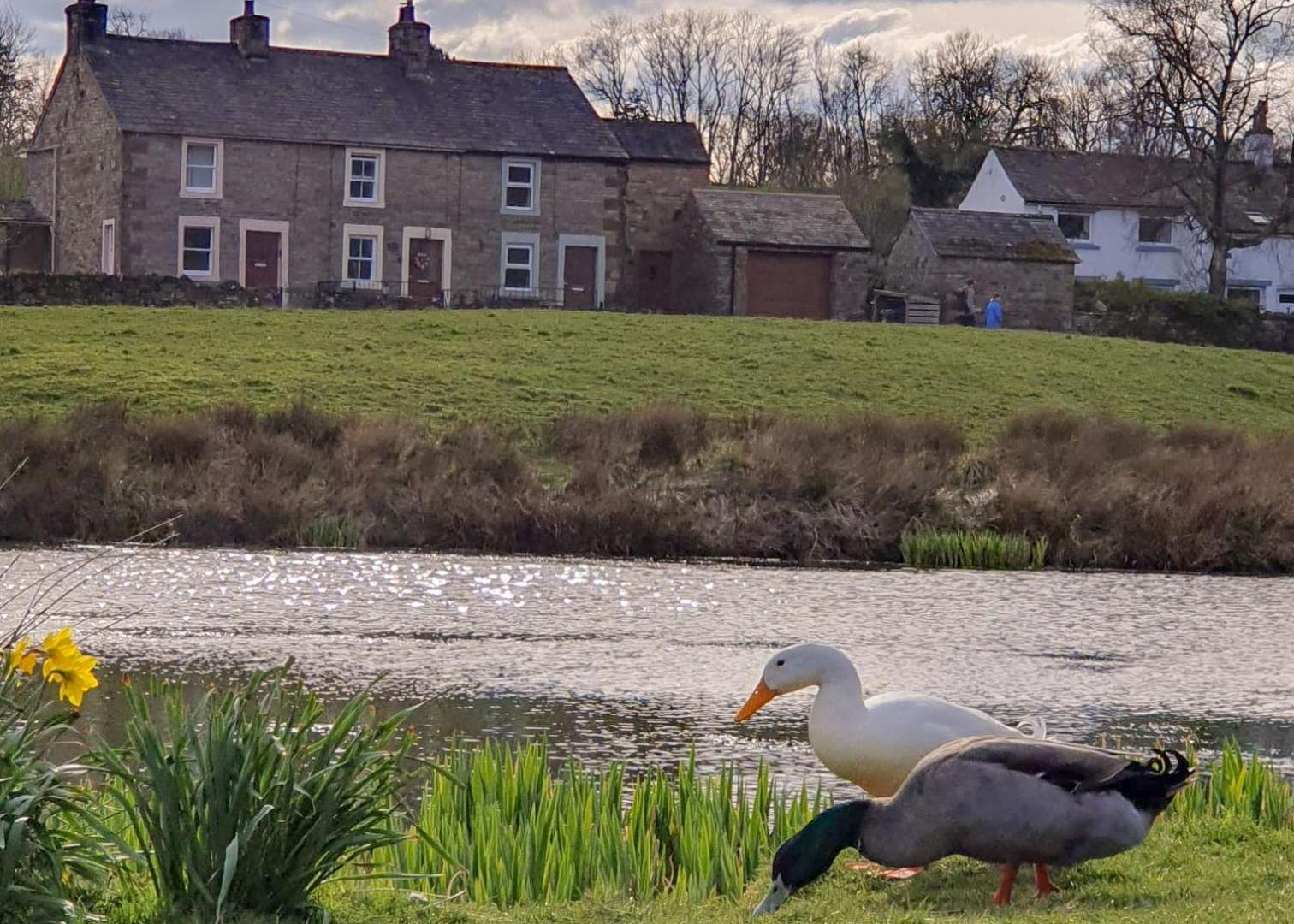 Greenside Cottage traditional cottage overlooking Caldbecks duck pond