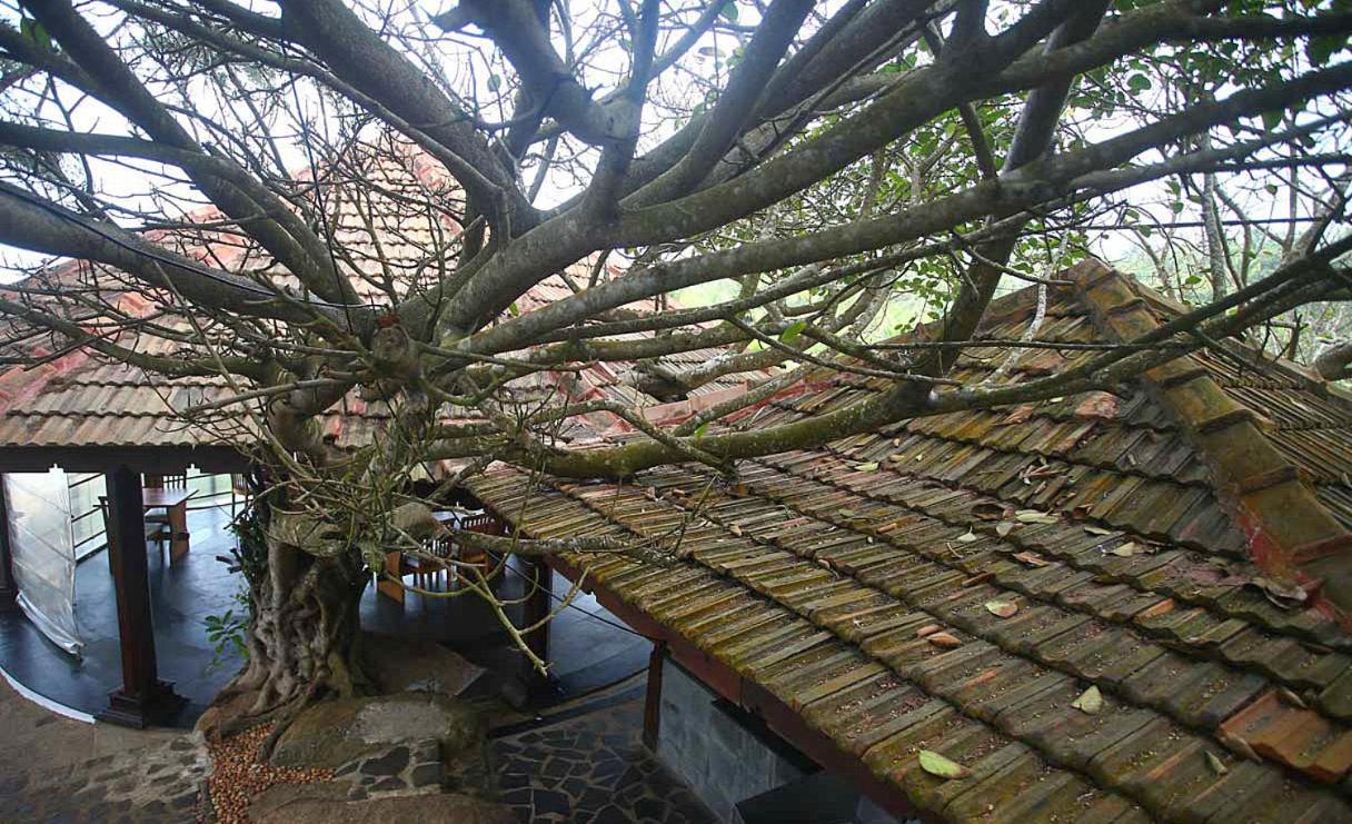 Niraamaya Wellness Retreats, Surya Samudra, Kovalam