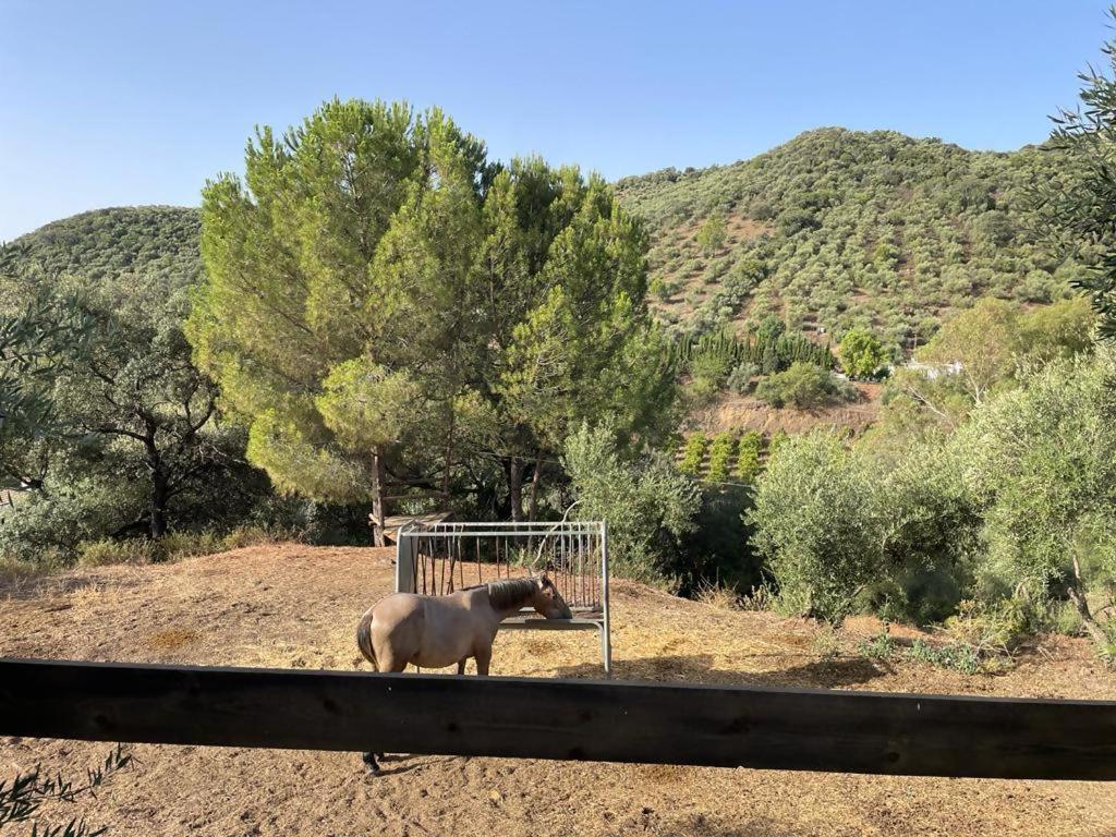 Casa Rural Los Menestrales