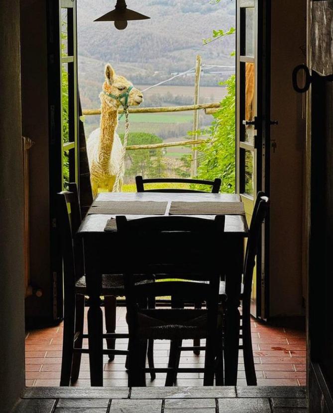 Maridiana Alpaca Country House