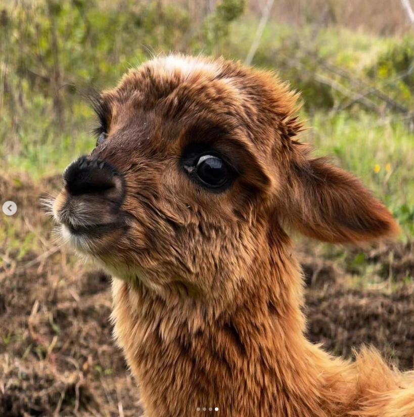 Maridiana Alpaca Country House