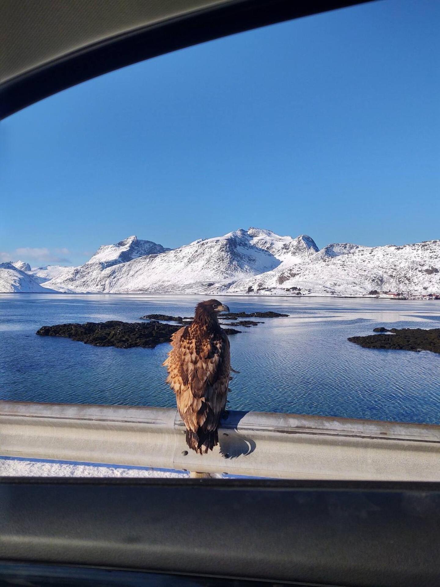 Fredvang Farm House - Lofoten view 4