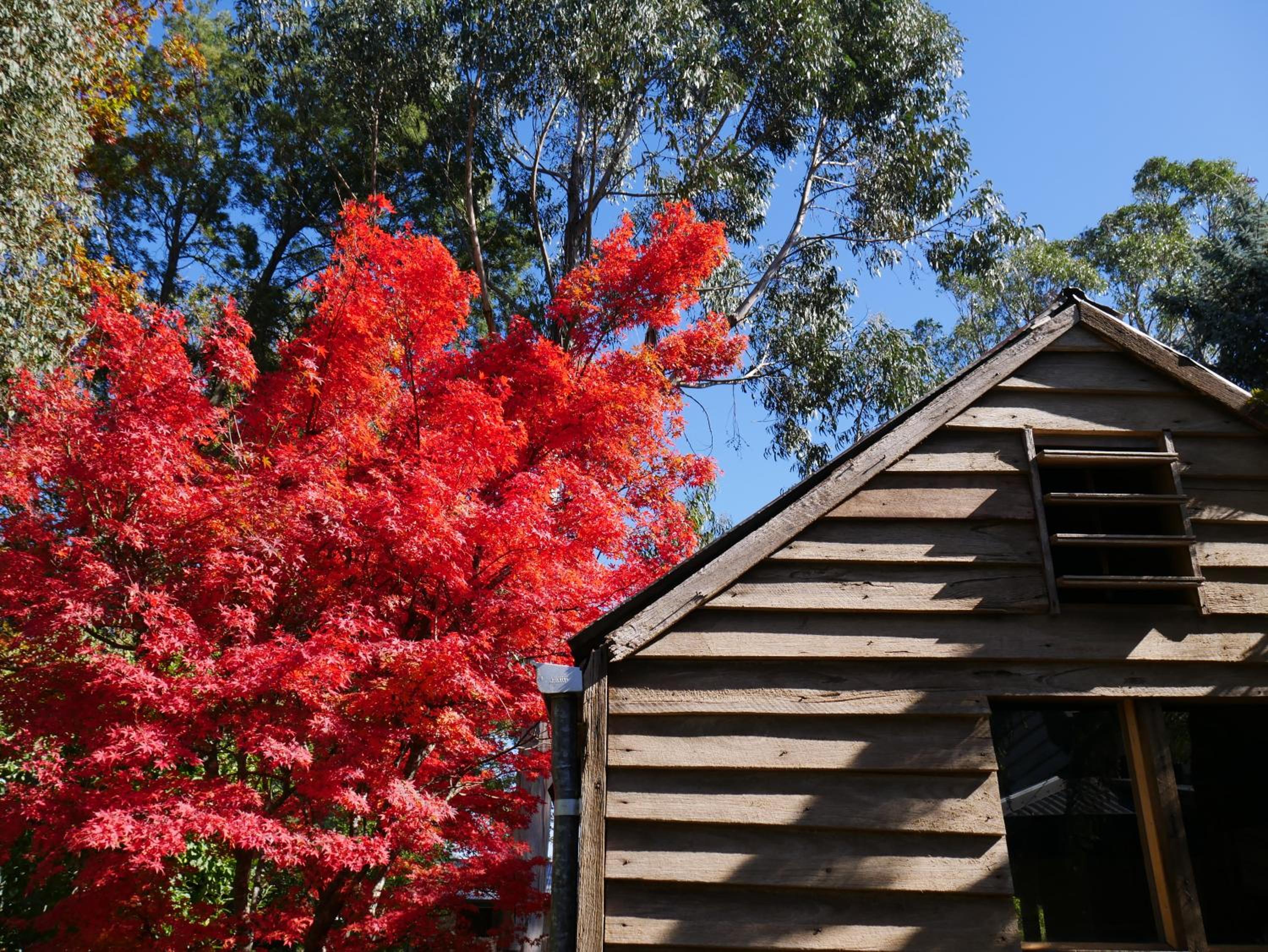 Lynden Cottage - built 1884 in the heart of town