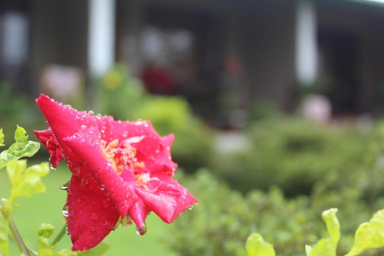 Woodpecker Homestay