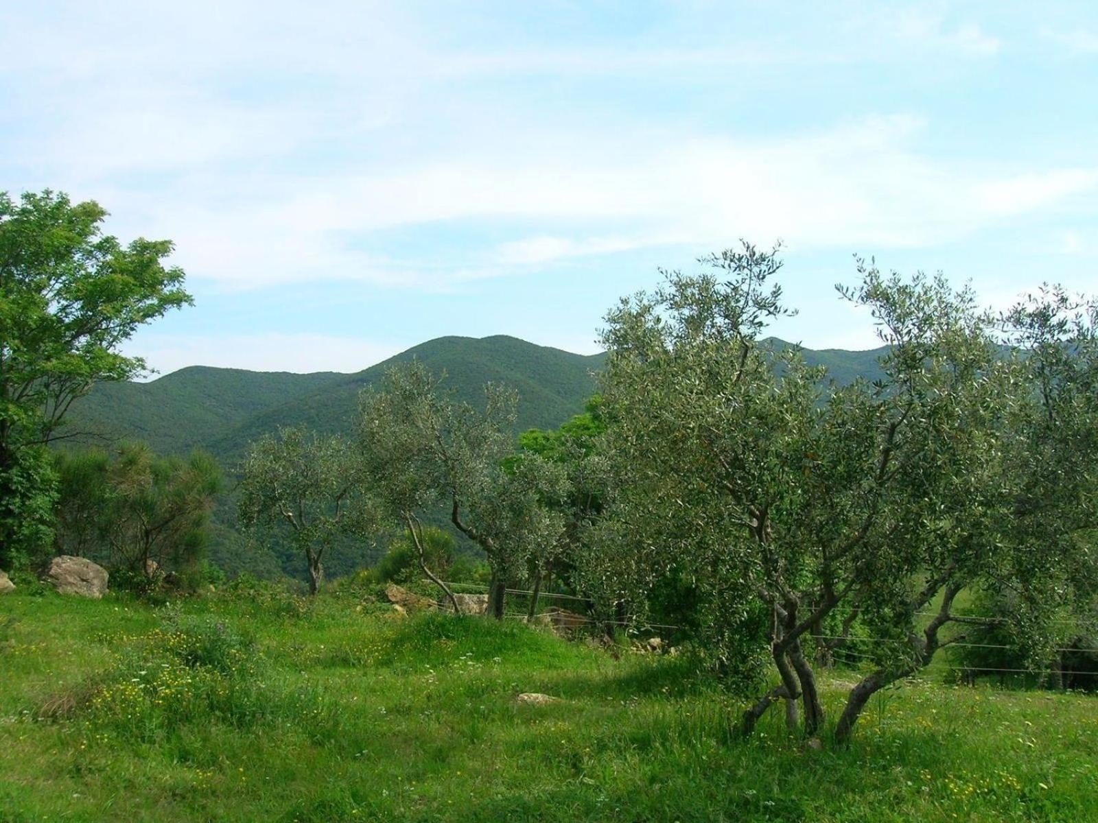 Ligoracce