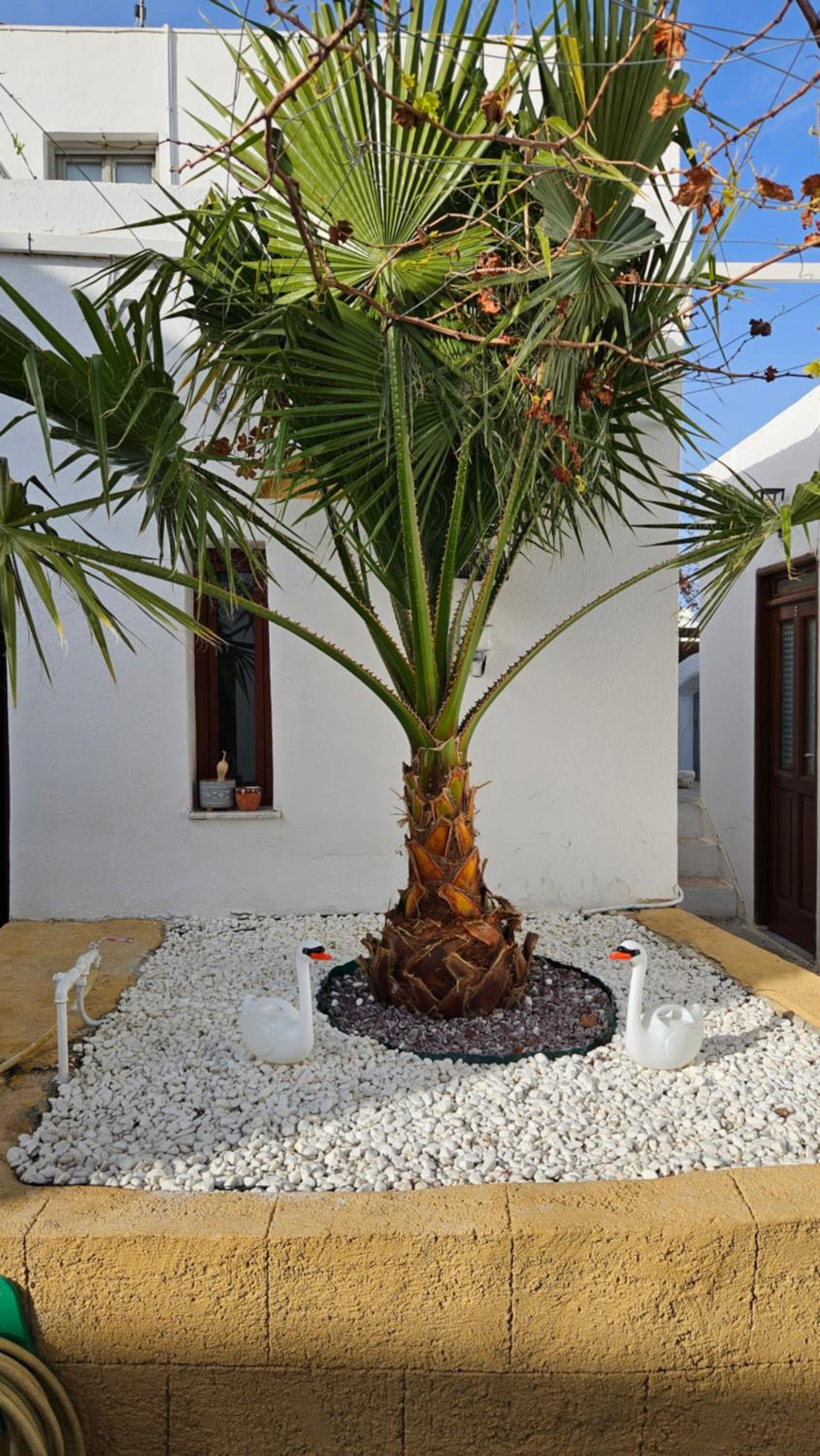 ASTORIA lindos