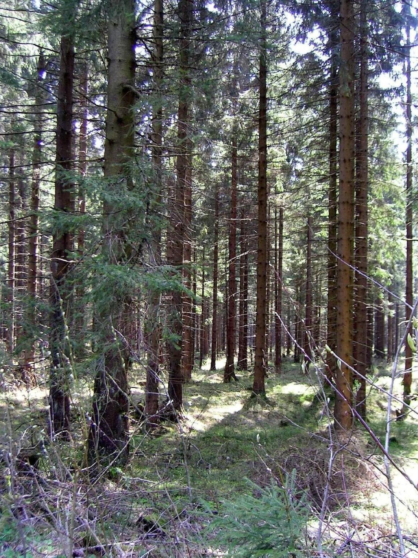 Großzügige Ferienwohnung mit großem Garten - Partner des Nationalparks Harz