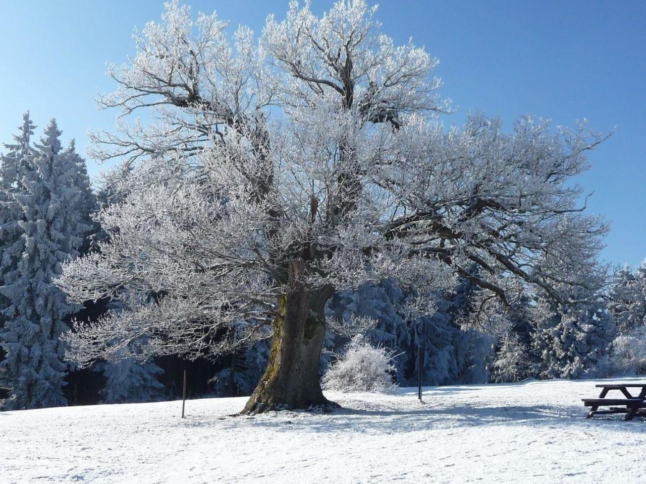 Großzügige Ferienwohnung mit großem Garten - Partner des Nationalparks Harz