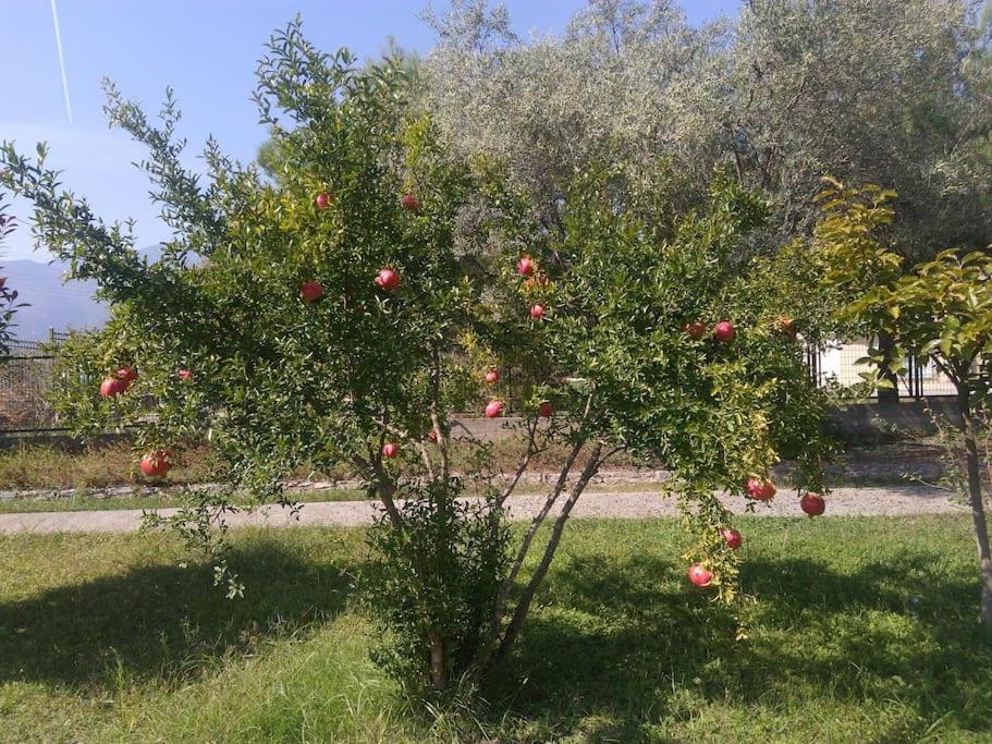Photo 23