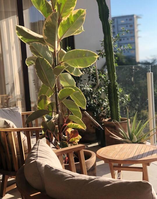 Jungle by Pardela, La Cruz de Huanacaxtle view 5