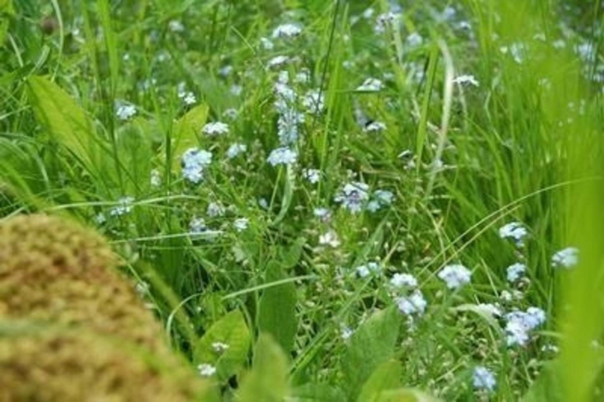 Landleben
