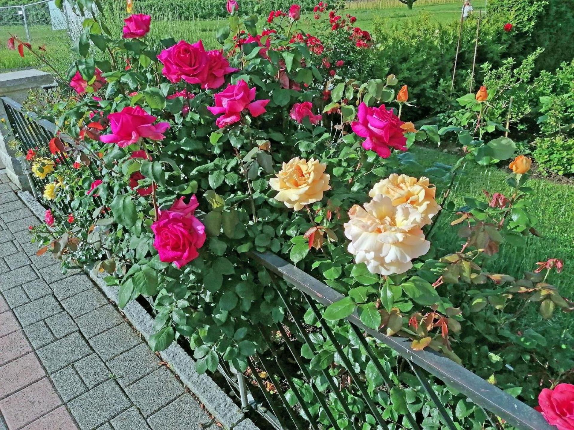 Haus Kees- Apaartement in Kressbronn am Bodensee
