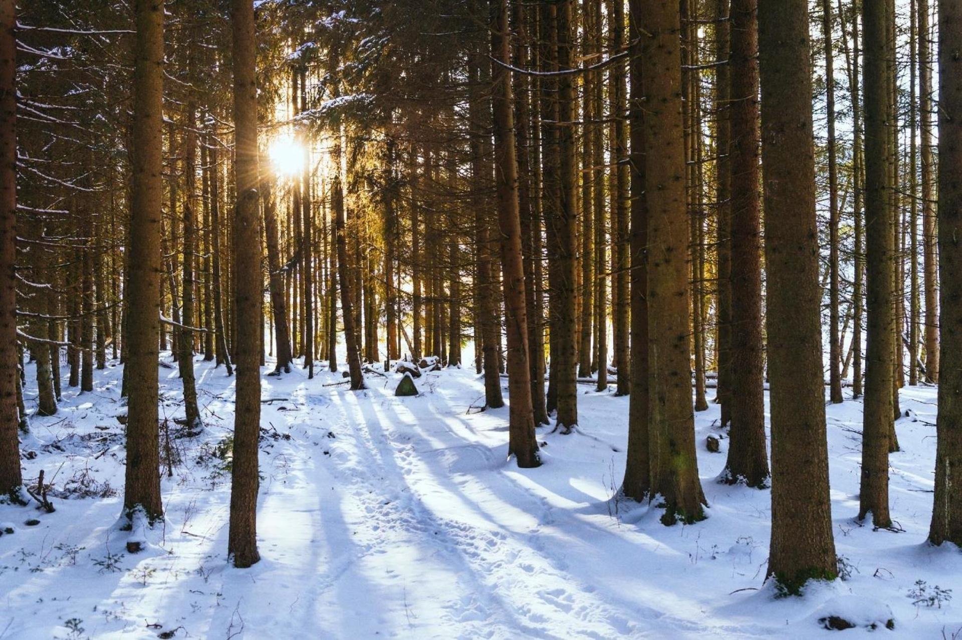 Modernes Holzhaus mit Sauna, Whirlpool und Entspannungsraum
