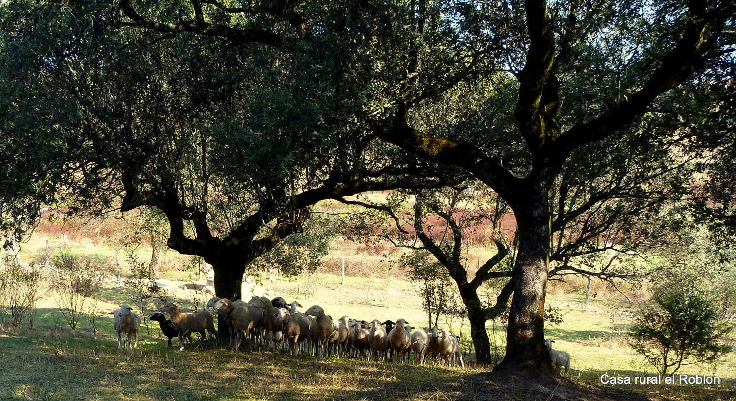 Casa Rural El Roblon view 2