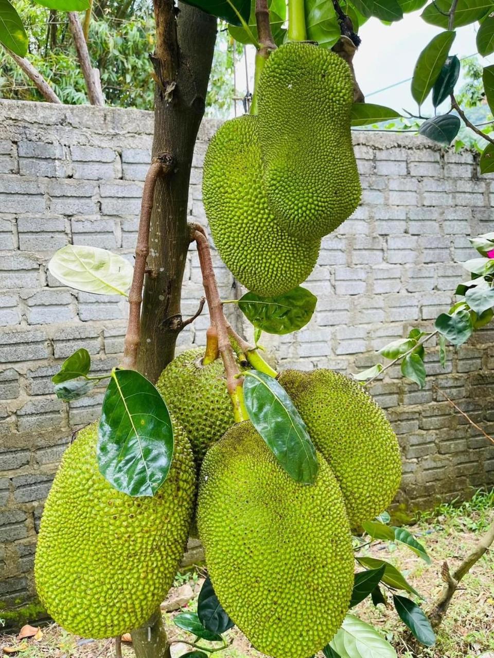 Bình Yên’s Homestay
