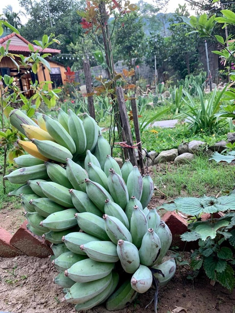Bình Yên’s Homestay