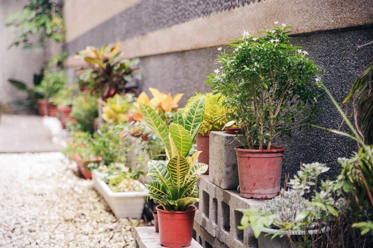 garden