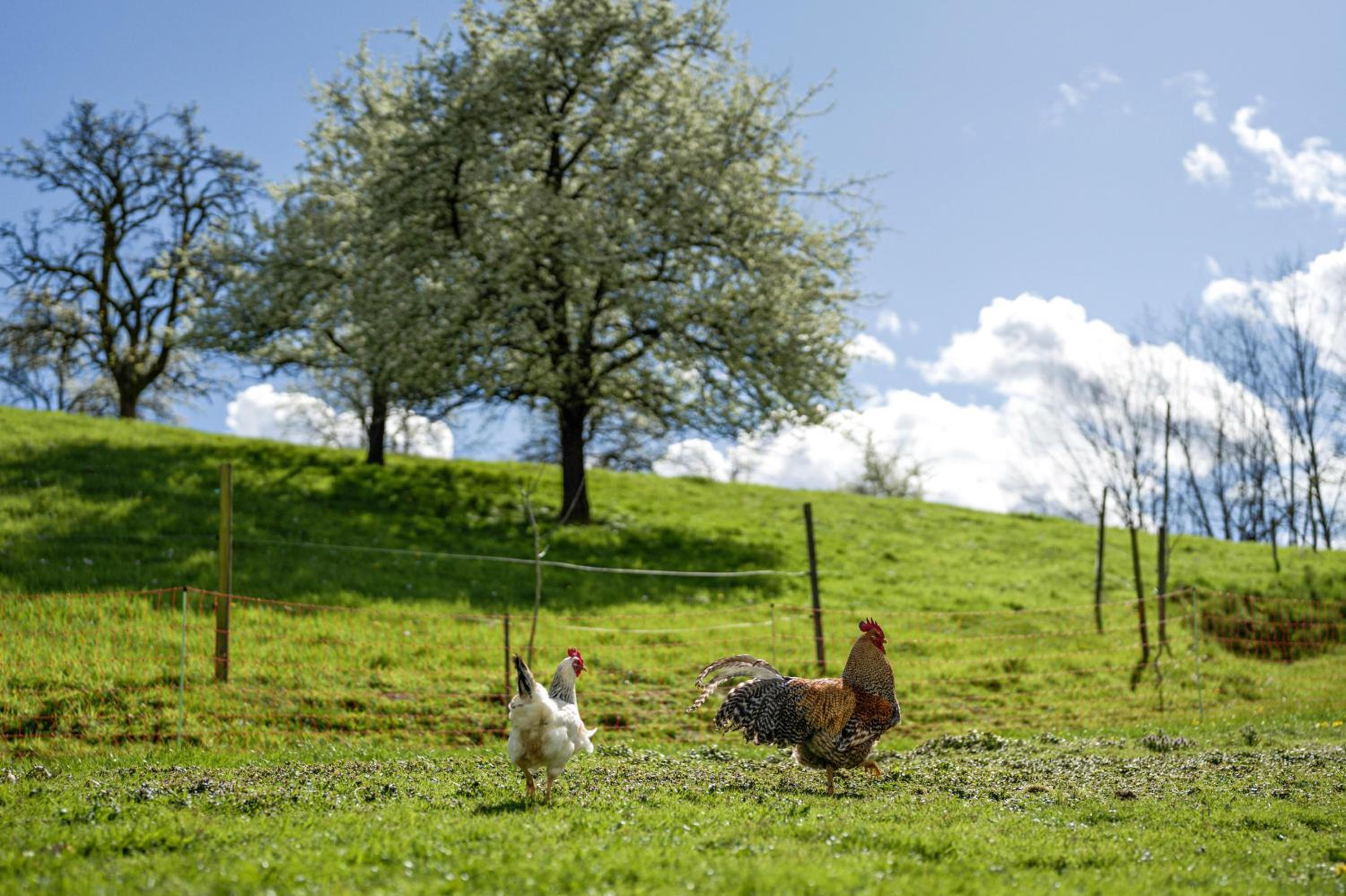 Ferienhof Vordere Alm