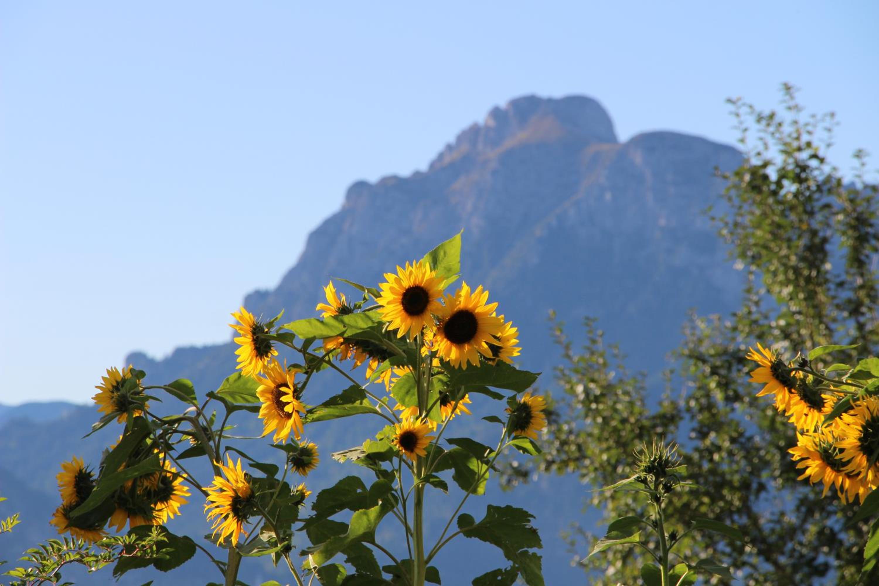 Biohof Stöger Adults Only Chalet mit Blick auf Schloss Neuschwanstein See und Alpen nur 2 Einheiten