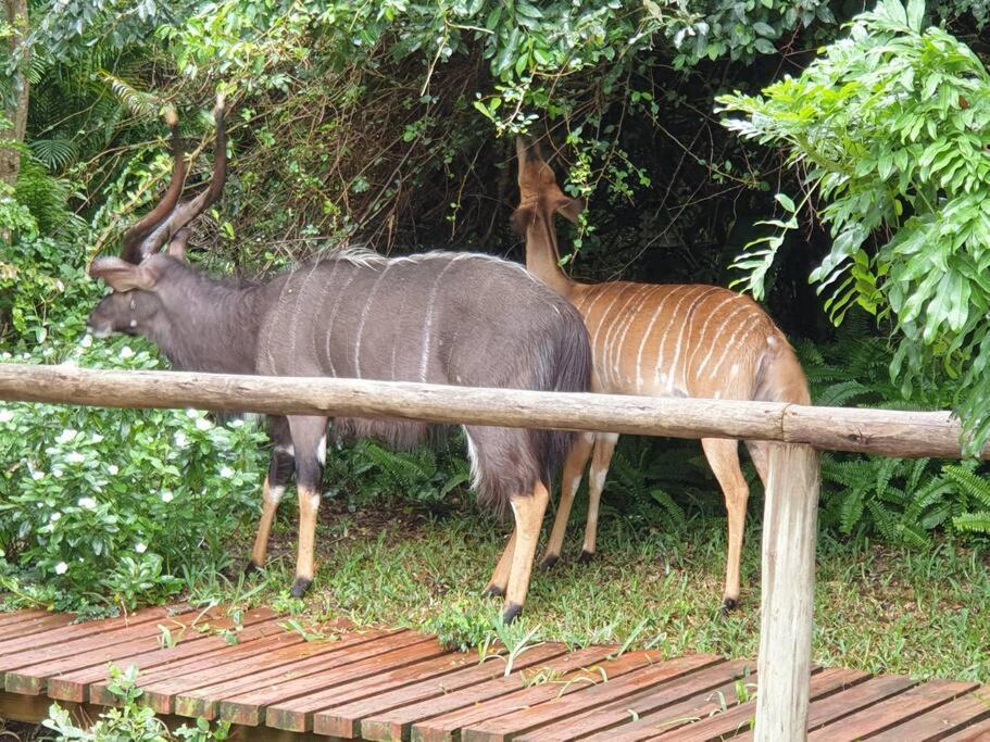 Tranquil bush cabin in Sodwana Bay Lodge Resort - House 62 view 5