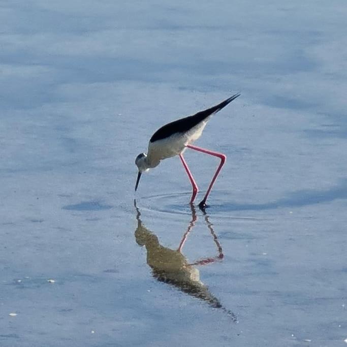 Écolodge "Chez Laurent" avec vue sur mer