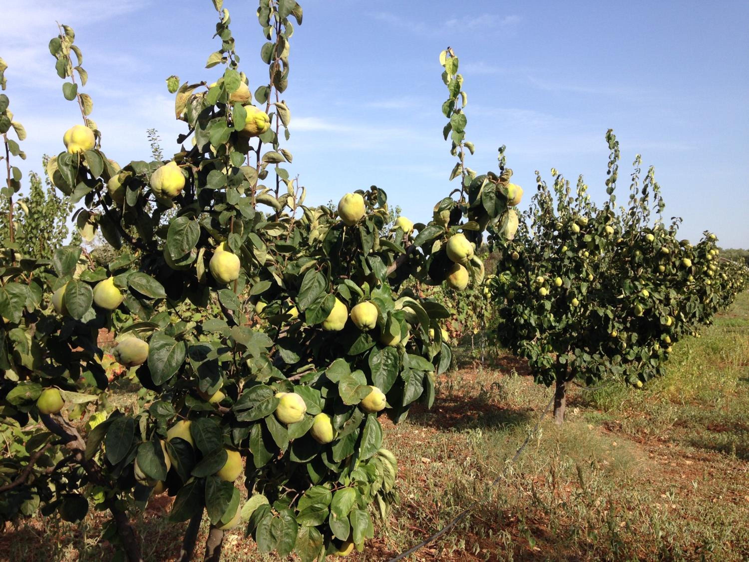 Agriturismo Mele