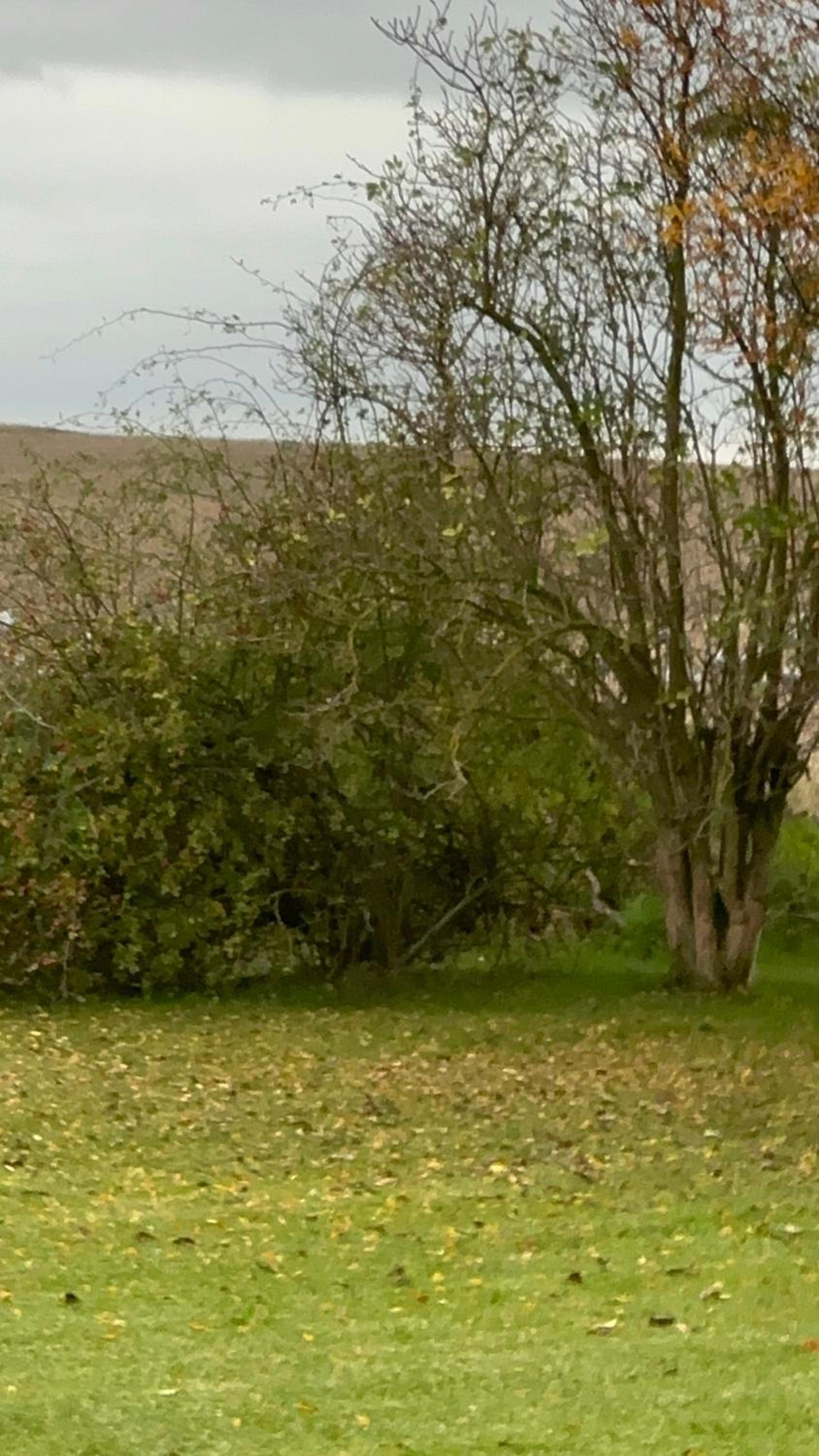 Fischerhütte IV Mobilheim
