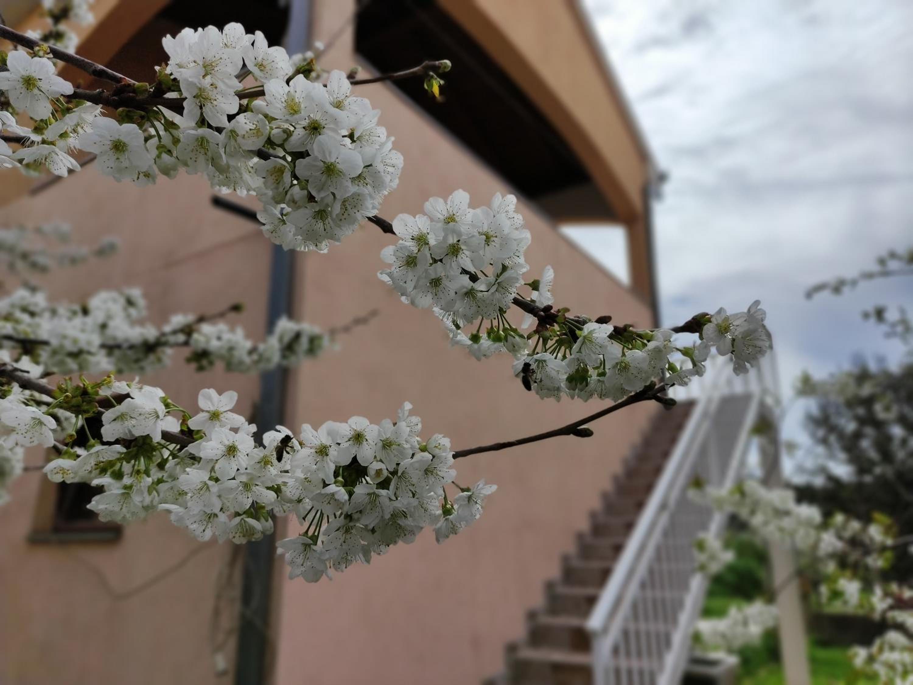 Apartman JOVO