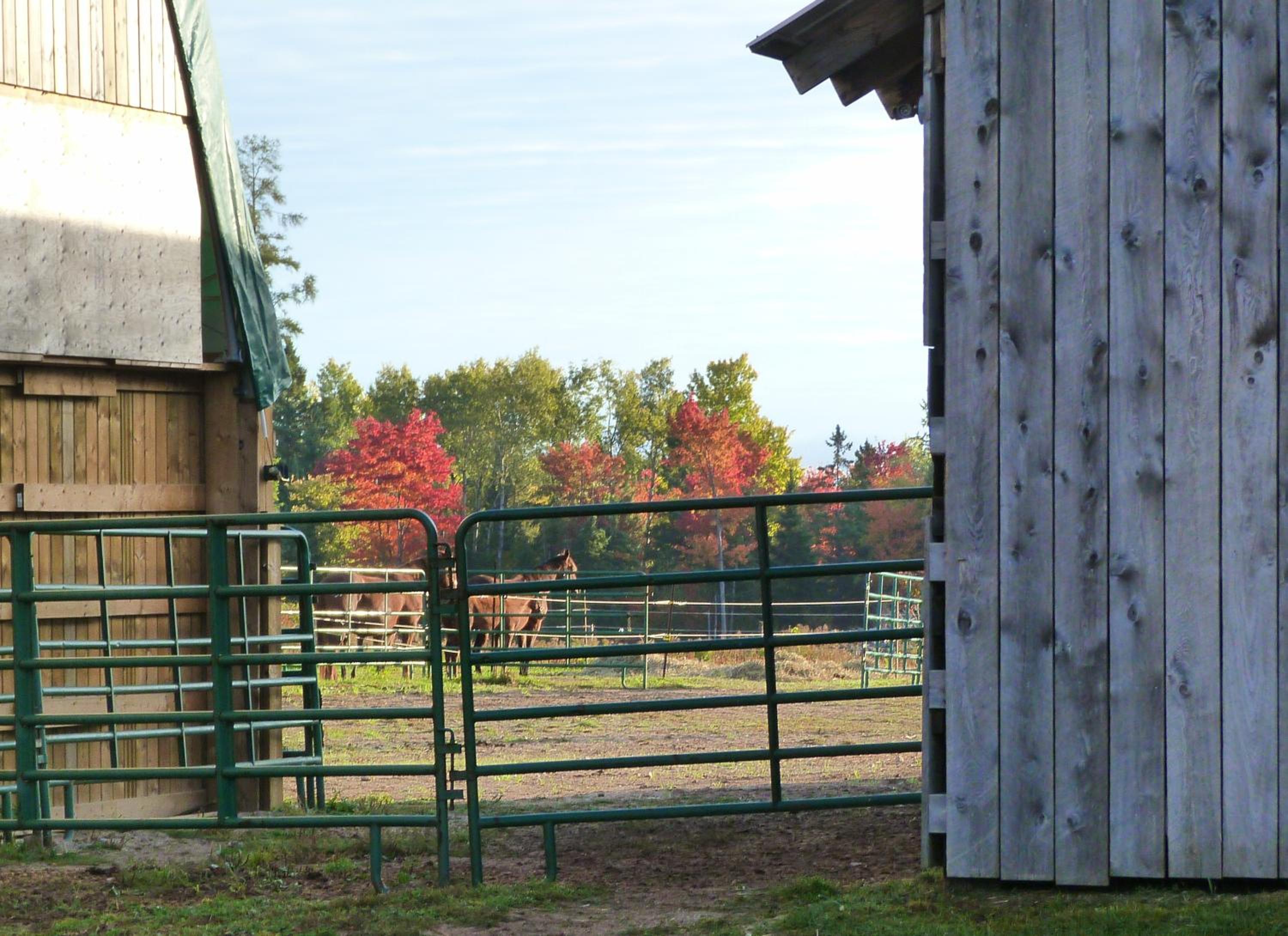 Meadowlark Cabin #5