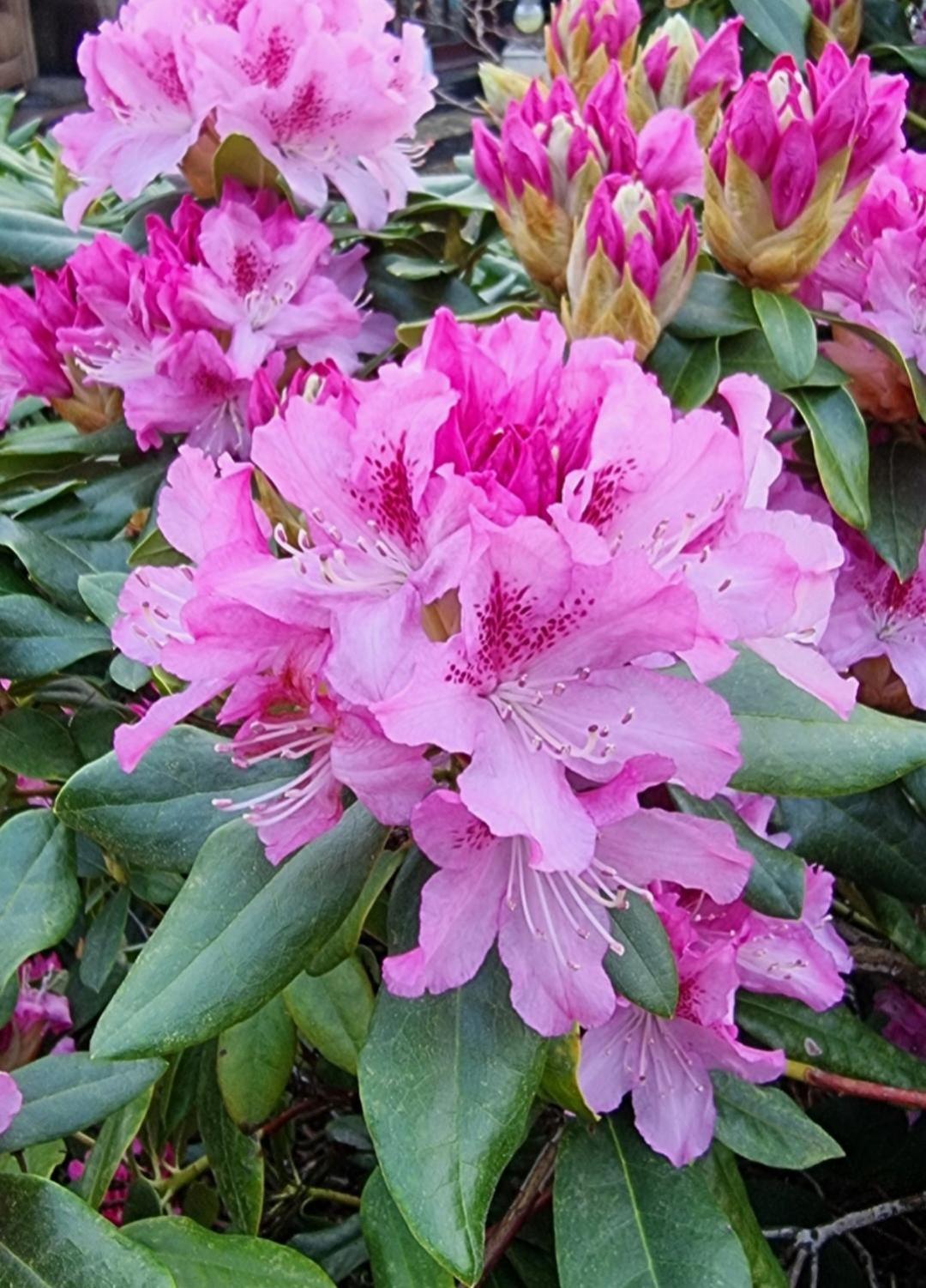 Begonia Cottage