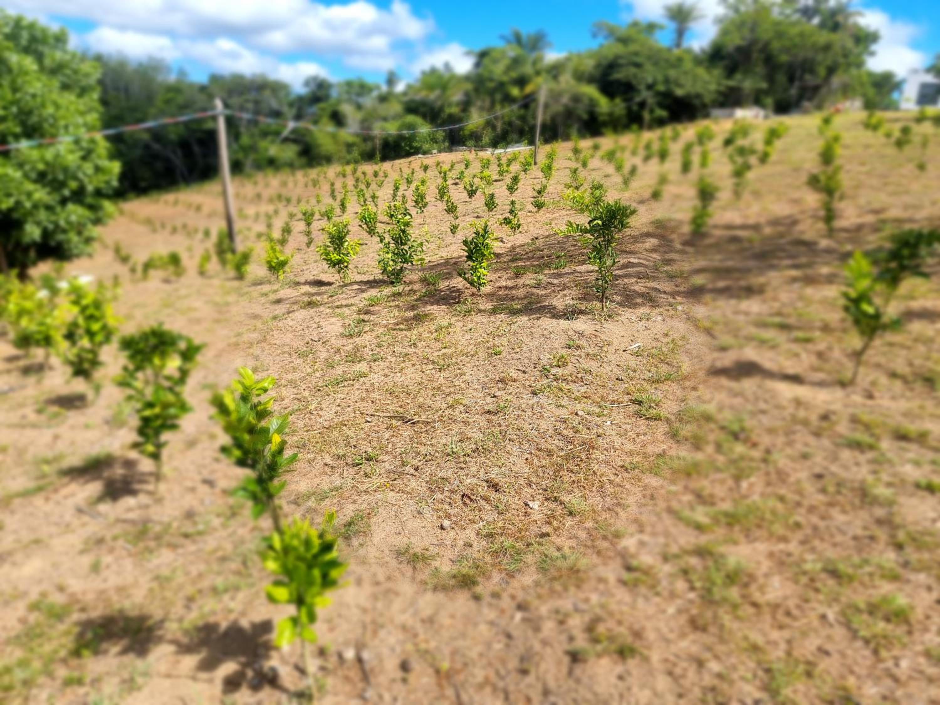 Fazenda de Jehne - Casa completa
